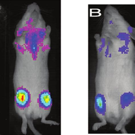 Bioluminescence imaging of mice at 12 d after injection of Z138 cells ...