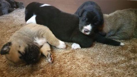 Akita/Great Dane puppies for Sale in Lindsborg, Kansas Classified | AmericanListed.com