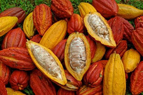 El cacao se abre paso como producto agrícola y de turismo, con trabajo ...