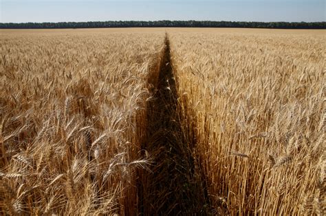 Ukraine's rising role in grain exports complicates impact of crisis | Reuters