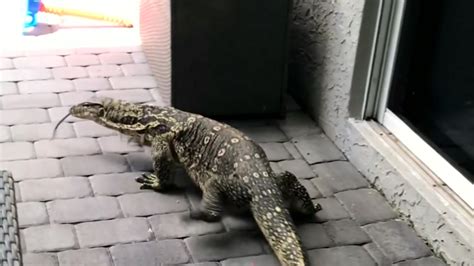 Monster lizard roams around Florida neighborhood - ABC7 New York