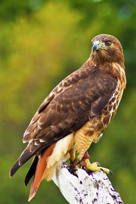 Red-Tailed Hawk Photograph by Bill Barber - Pixels