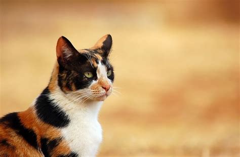 Tricolored calico cat HD wallpaper | Wallpaper Flare | Cat wallpaper ...