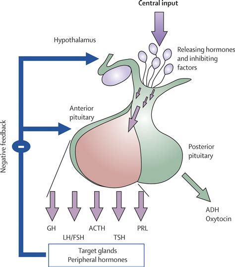 References in Hypopituitarism - The Lancet