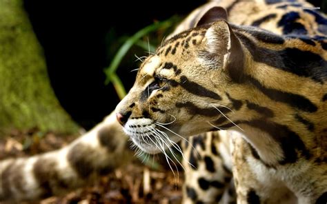 🔥 [68+] Ocelot Wallpapers | WallpaperSafari