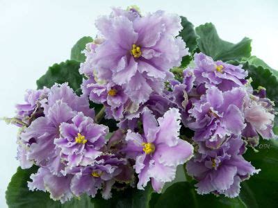 African violet 'Louisiana Lullaby' Semidouble/double, large, frilled blooms with lighter edge ...