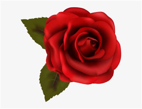 Rose Flower Images Without Background | Best Flower Site