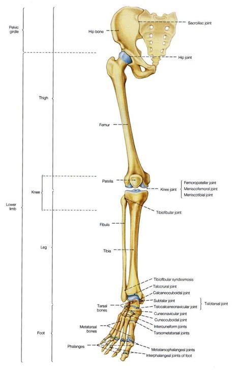 Anatomy Bones Learning Pin Amy Perdue On Mikey And Avery Pinterest ...