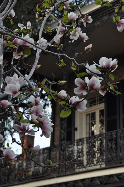 Magnolias blooming in the French Quarter. | New orleans louisiana, New orleans, Bloom