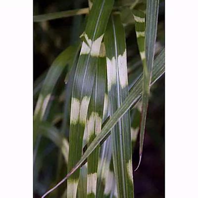 Drought-Resistant Ornamental Grasses | Ornamental grasses, Low water gardening, Drought resistant