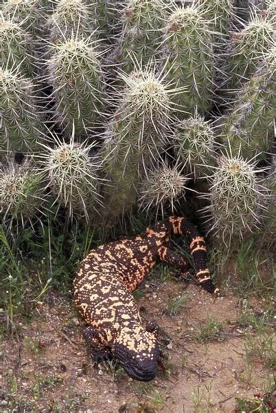 Gila Monster -Arizona-One of only two venomous lizards in