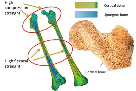 Fig. 2. Cortical and trabecular bone distribution in the entire femur ...