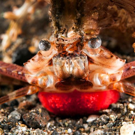 Swimming Crab with large red egg mass...Shot in Indonesia