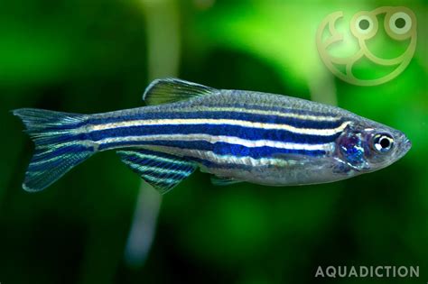 Zebra Danio Male And Female