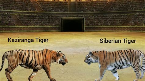 Kaziranga Tiger and Siberian Tiger size comparison - YouTube