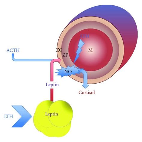 Fetal blood gases during the acute hypoxia protocol | Download ...