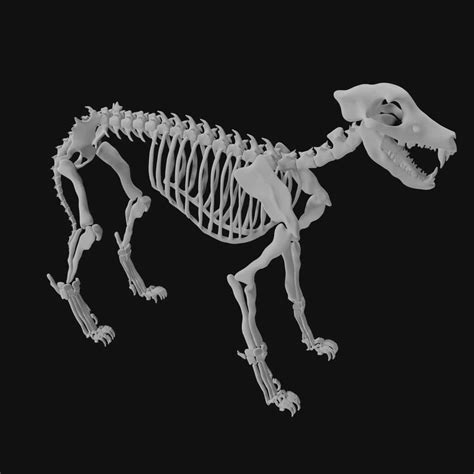 Wolf Skeleton 3d model Low Poly - Team 3d Yard