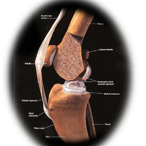 Cranial Cruciate Ligament Injury in Dogs - My Pets