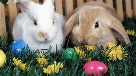 Easter Bunny Wallpapers (64+ images)