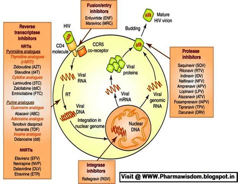 Mechanism of Action of Chemotherapeutic drugs - PHARMA WISDOM