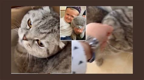 Hasbulla Cat Video: After Social Media Backlash, the Influencer Addresses a Video of Him Beating ...