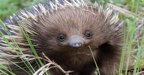 Echidna, along with the platypus, are the only members of the monotreme family, which are ...