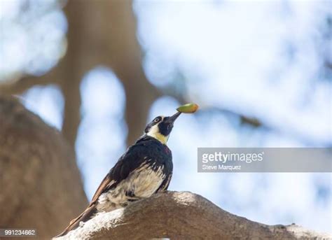 471 Acorn Woodpecker Stock Photos, High-Res Pictures, and Images ...