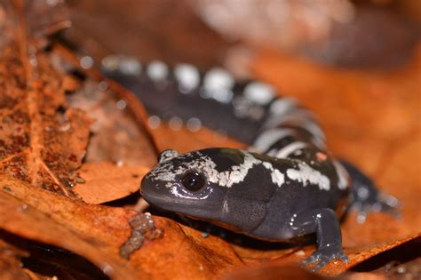 Fire Salamander : The Enigmatic Beauty - AMPHIPEDIA