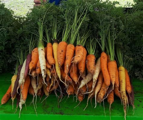 Cabbage Carrot Soup – Clearwater Farm