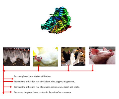 Phytase | TBS