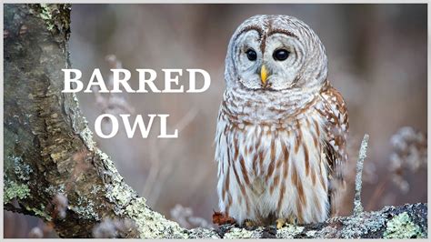 Barred owl call - hear the many different sounds of the barred owl ...