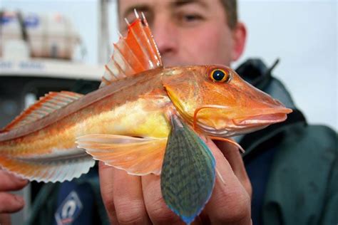 Gurnard, Tub | Planet Sea Fishing