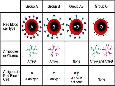 Blood Type Chart Parents Rh Factor