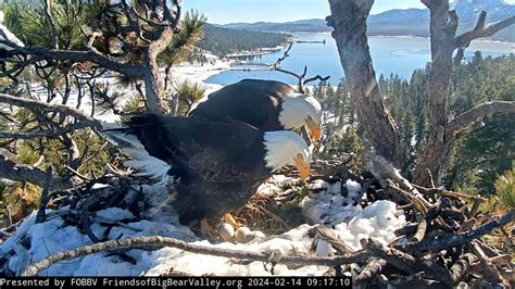 Beloved Big Bear bald eagles patiently await chicks arrival – NBC 7 San ...