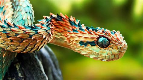 25 Scary and Awesome facts about Snakes that will surprise you