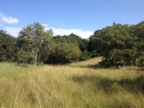 Maputo Special Reserve, typical habitat (photo by G. László ...