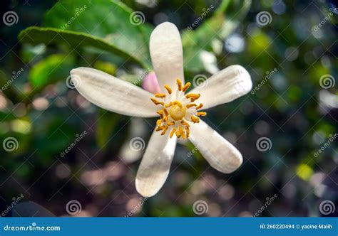 Citrus lemon tree flower stock photo. Image of blossom - 260220494