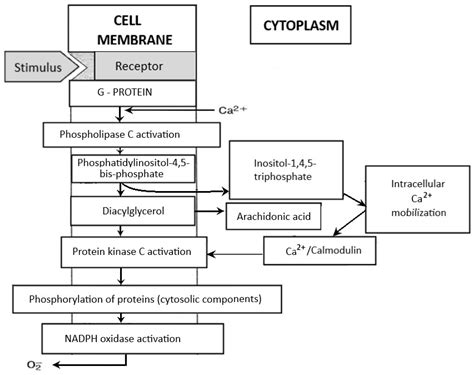 IJMS | Free Full-Text | Neutrophils and the Systemic Inflammatory Response Syndrome (SIRS)