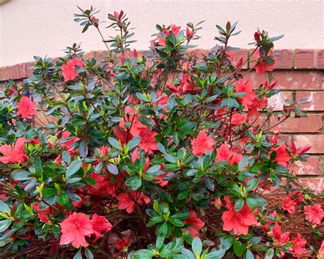 Fashion Azalea Azalea Plant Azalea Evergreen Shrub Red - Etsy