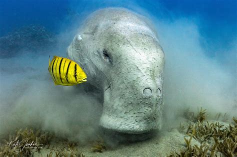 One Diver's 15-Year-Long Search for the Dugong | Scuba Diving