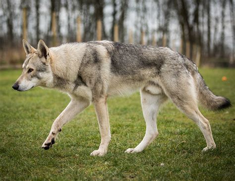 Saarloos wolfdog - Temperament, Lifespan, Shedding, Puppy