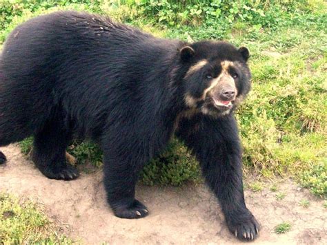 Oso de anteojos (NO ESTÁ EN ARGENTINA) | Spectacled bear, Bear species, Animals