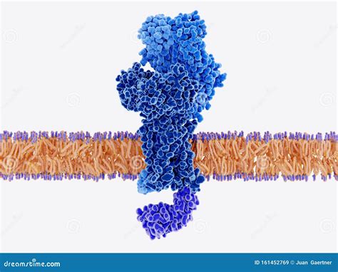 Structure Of A T-cell Receptor Bound To A Cell Membrane Royalty-Free Stock Photography ...