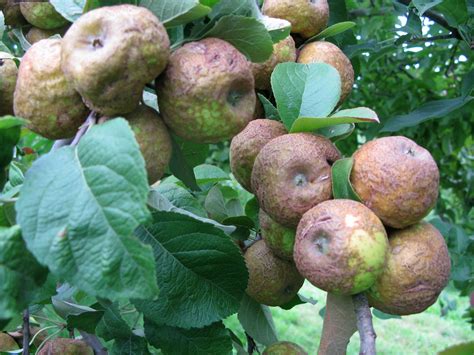 Apple Varieties | 16 Heirloom Apples & What They Taste Like | Pioneer Settler