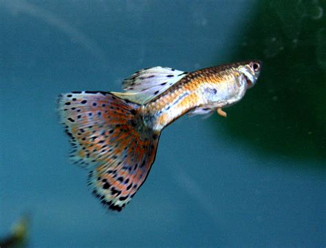 Multi color guppy male | Elma Ben | Flickr