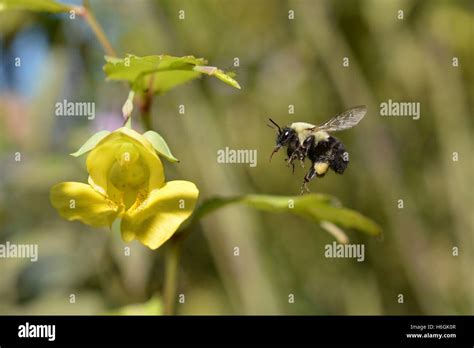 Bumble bee pollination hi-res stock photography and images - Alamy