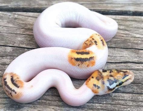 Piebald Ball Python Morph (10 Stunning Pictures + Info) HappySerpent