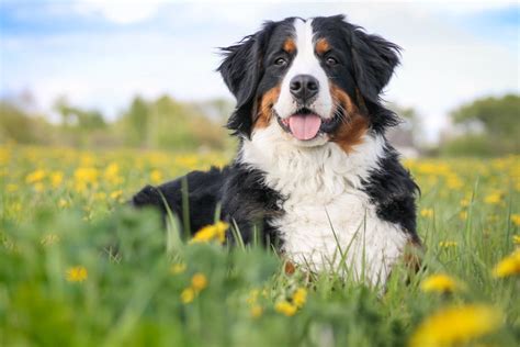 Bernese Mountain Dog Breed Info: Pics, Puppies, Facts & Traits | Hepper