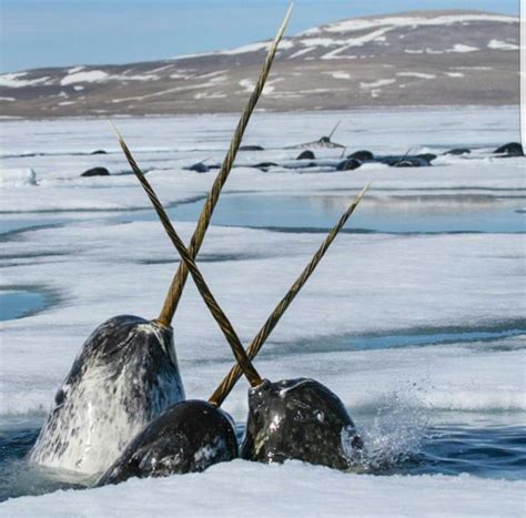 22 Astonishing Narwhal Facts - Fact Animal