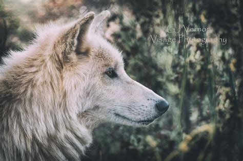 White Tundra Wolf by GJ-Vernon on DeviantArt